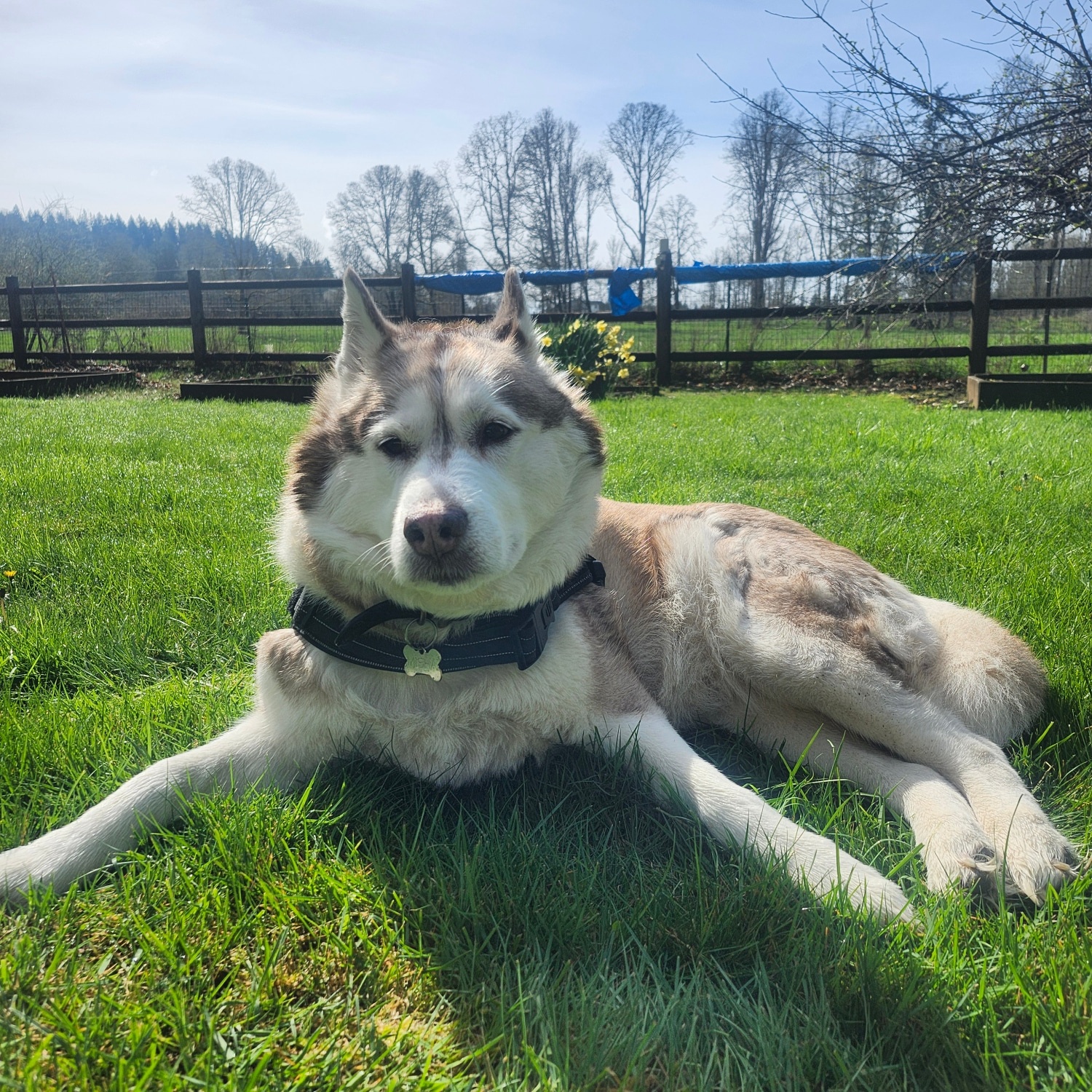 Misha the Magnificent: A True Legend