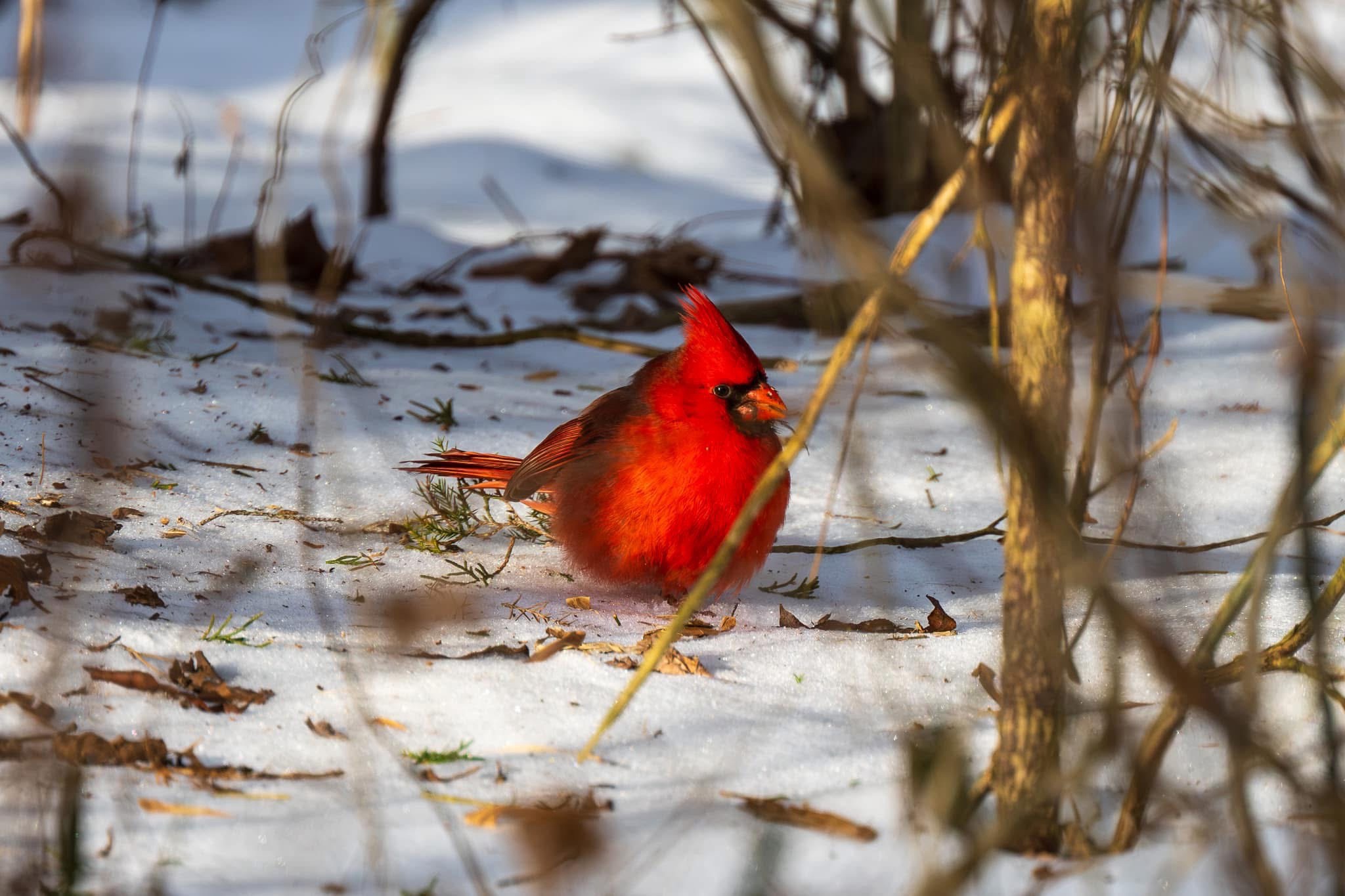 The Elegant Cardinal in All Its Glory