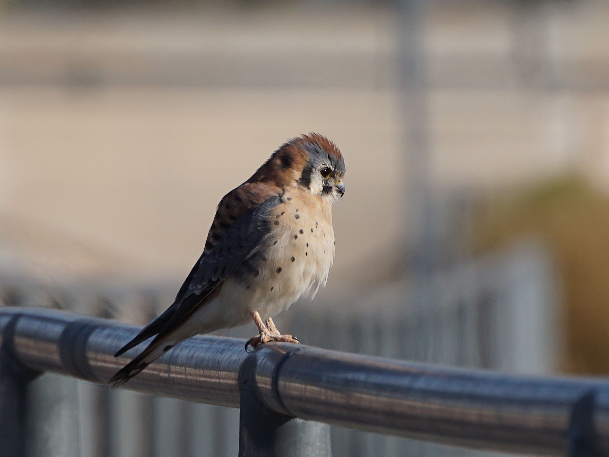 The Majestic Kestrel in Action