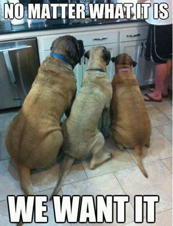 Classic Dog Meme to Brighten Your Day