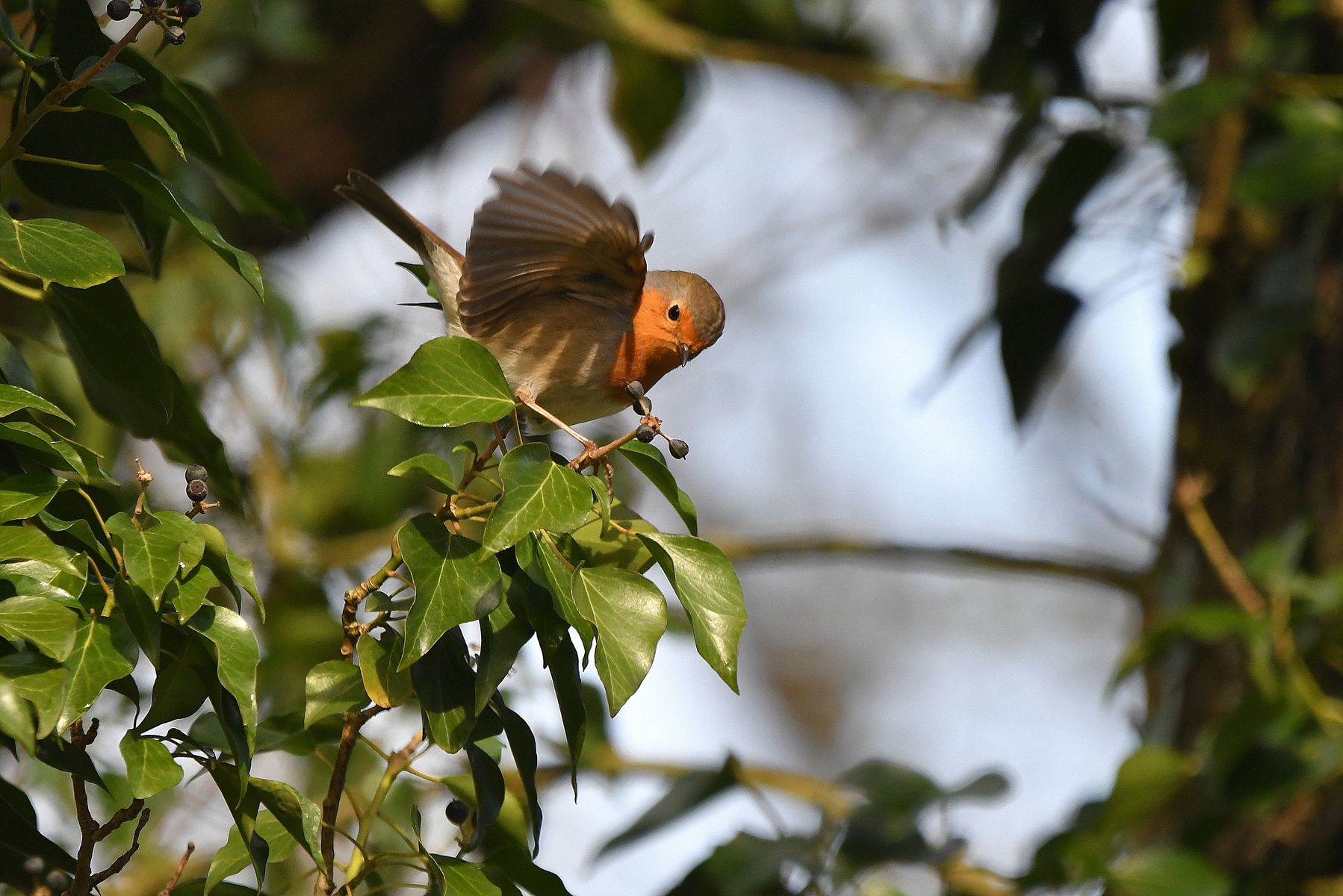 The Familiar Robin: A Snapshot from Vienne, France (01/25)