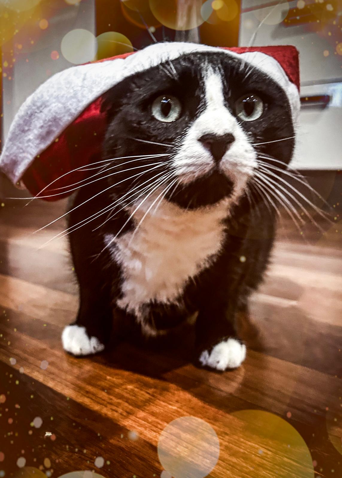 Get ready for a delightfully slippery Christmas!