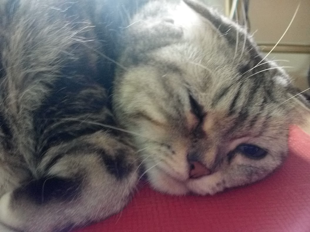 A Cat's Journey: The Daily Chronicles