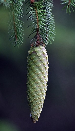 Check out this unique green pinecone!