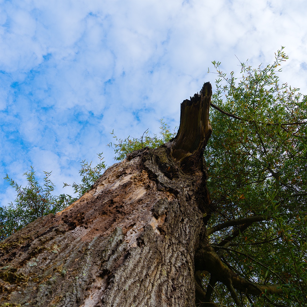 Just a tree that's barely hanging on