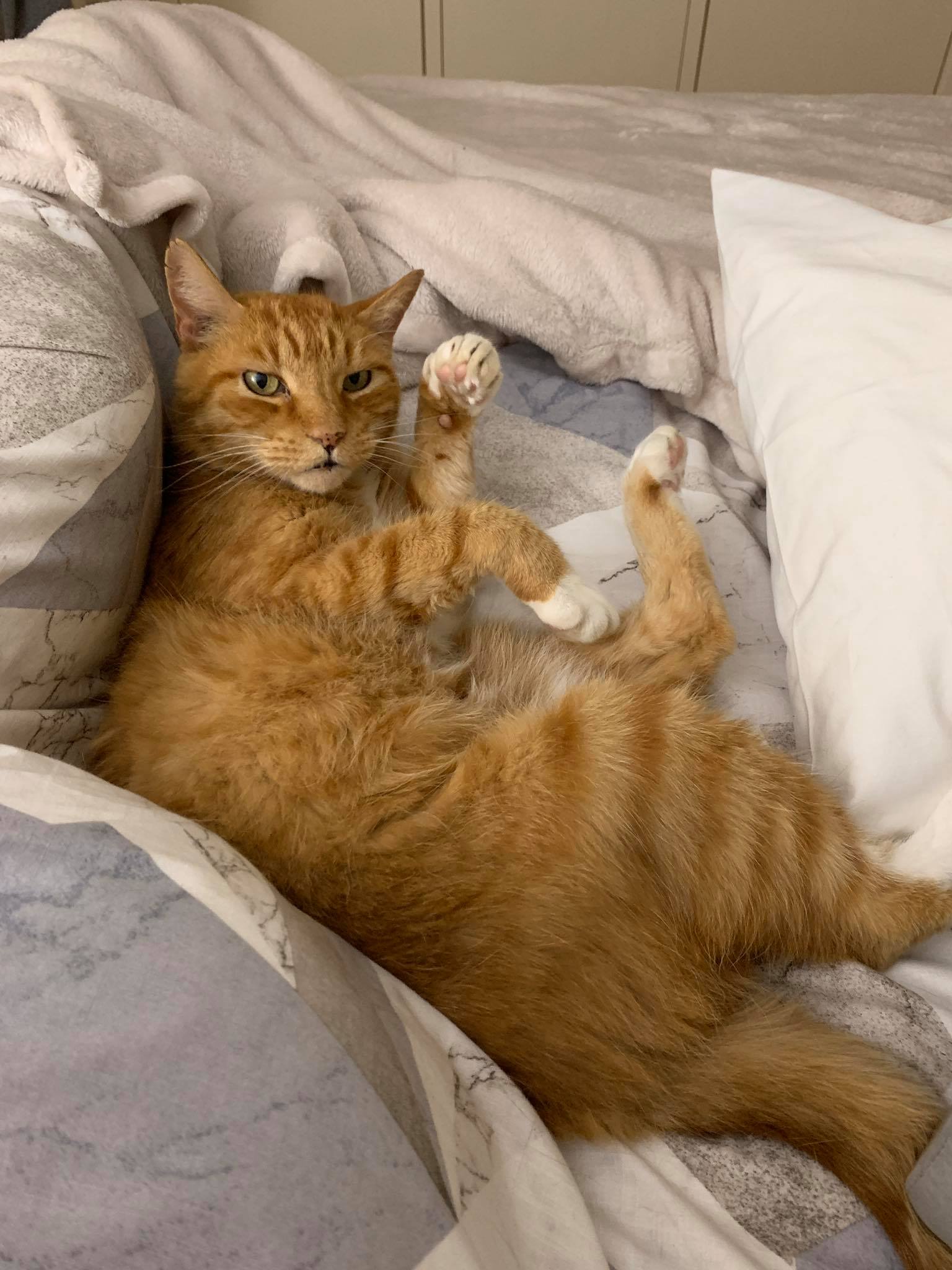 Saying goodbye to my dear friend Ginger, you'll be missed.