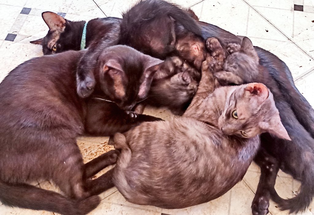 A Cozy Mountain of Cats
