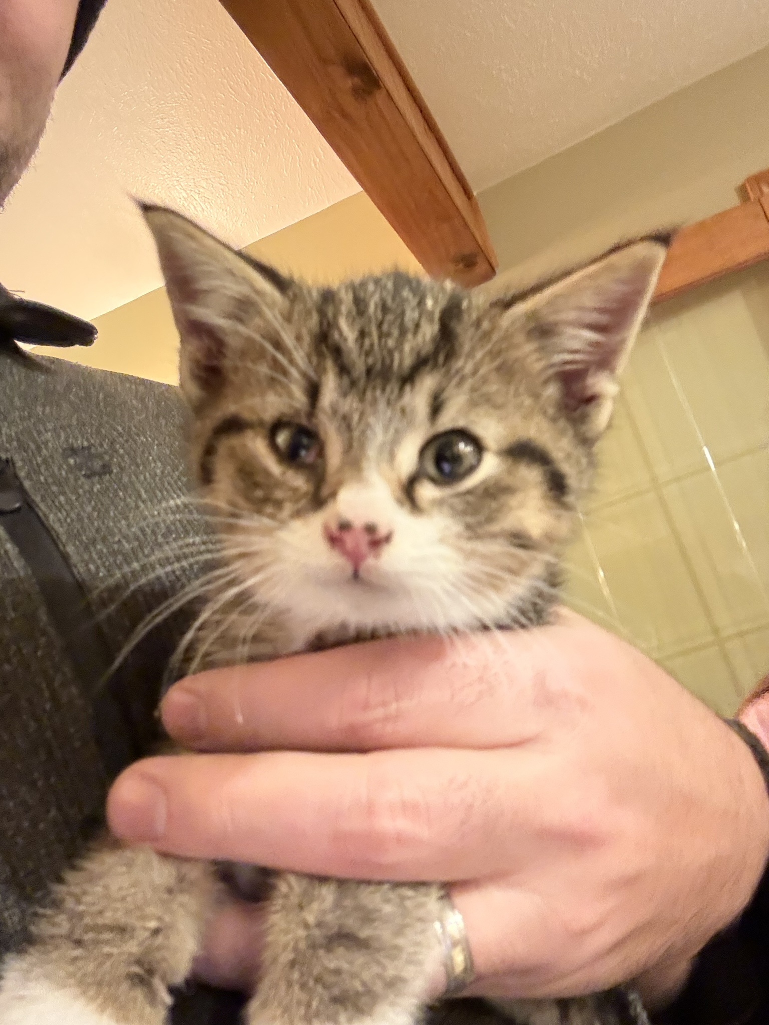 Introducing Pebbles to the Imgur community!