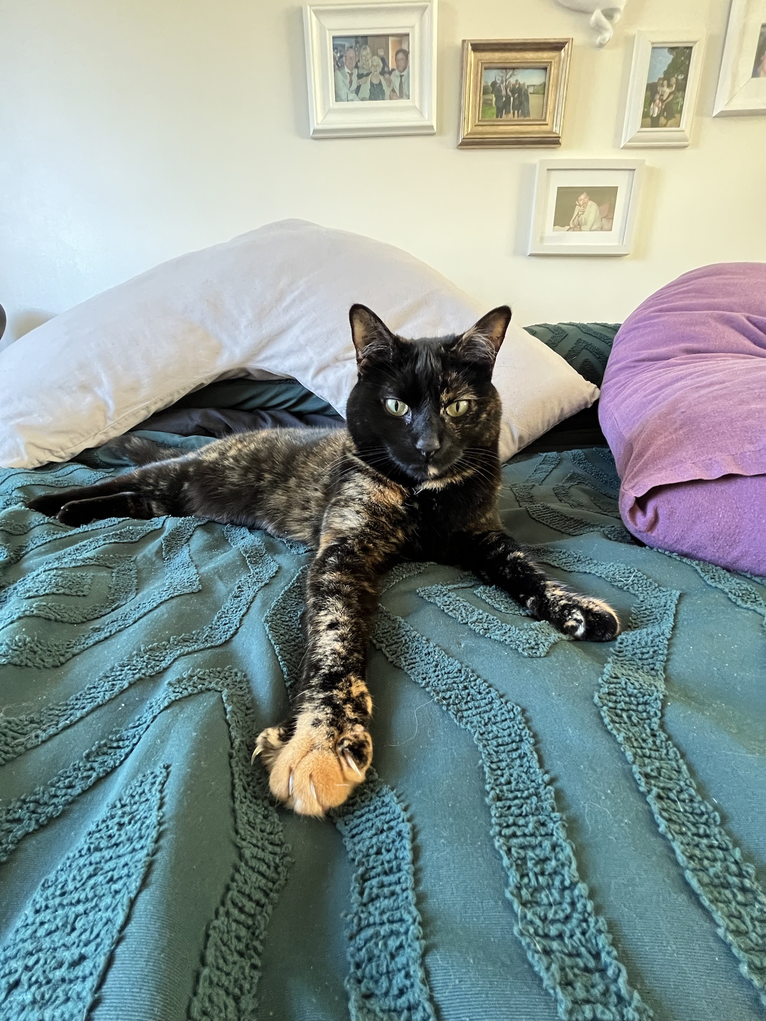 Meet Pepper: Your Distraction from Election Stress