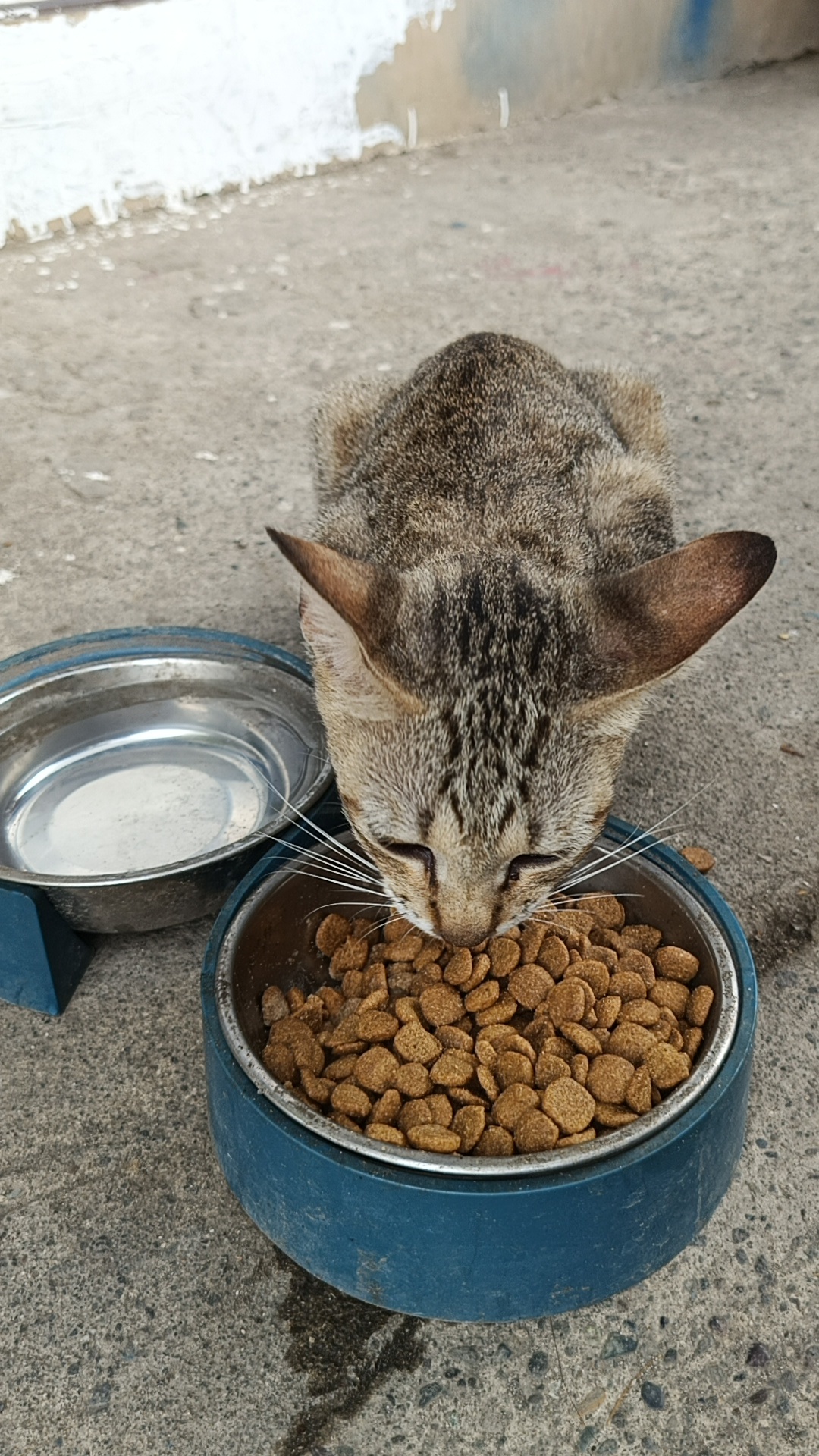 Latest Update on Our Stray Food Station Initiative