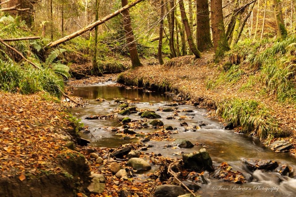 The Tranquil Creek: Nature's Serenity