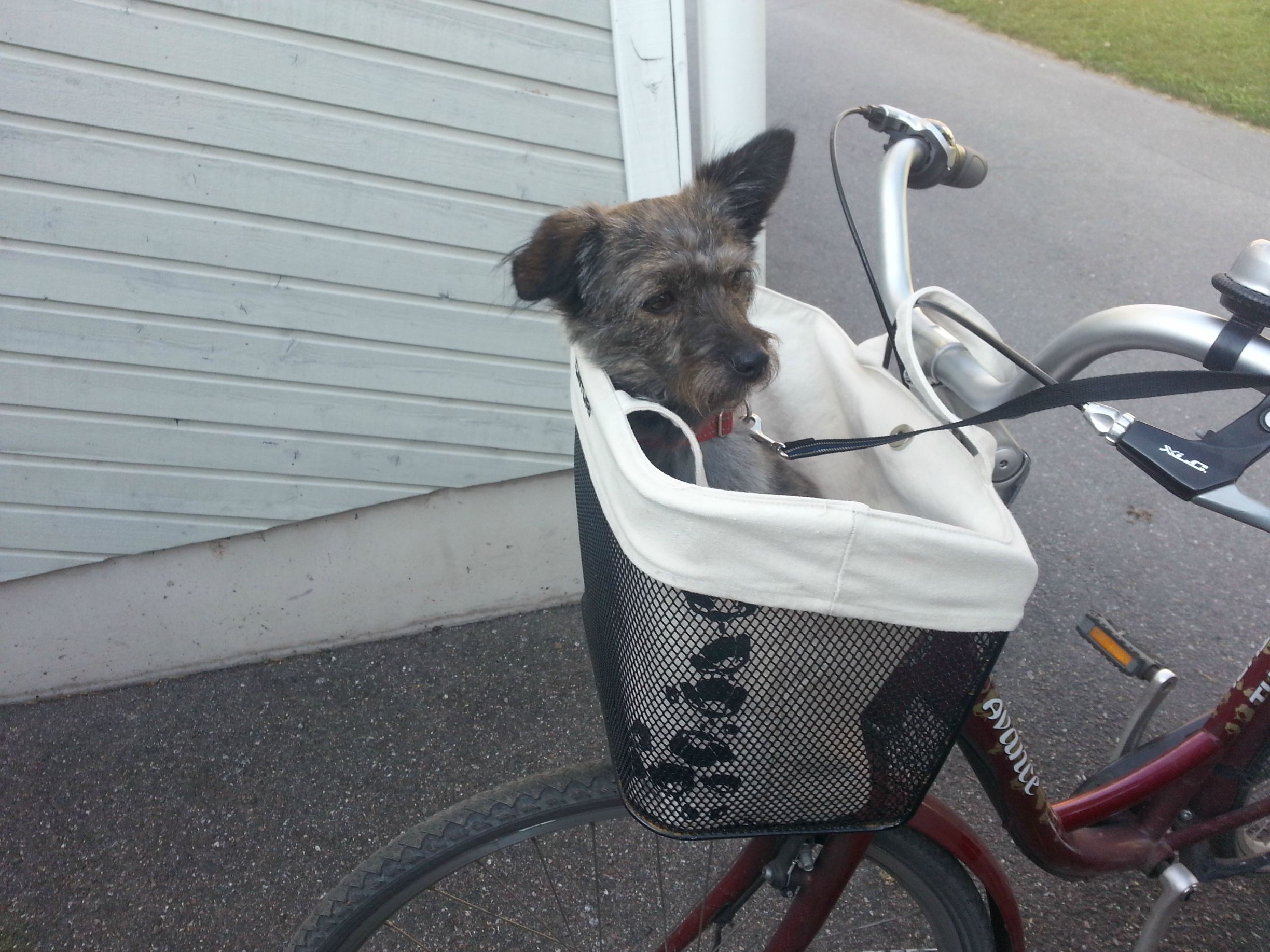 Sisters and Their Pup Enjoying a Bike Ride