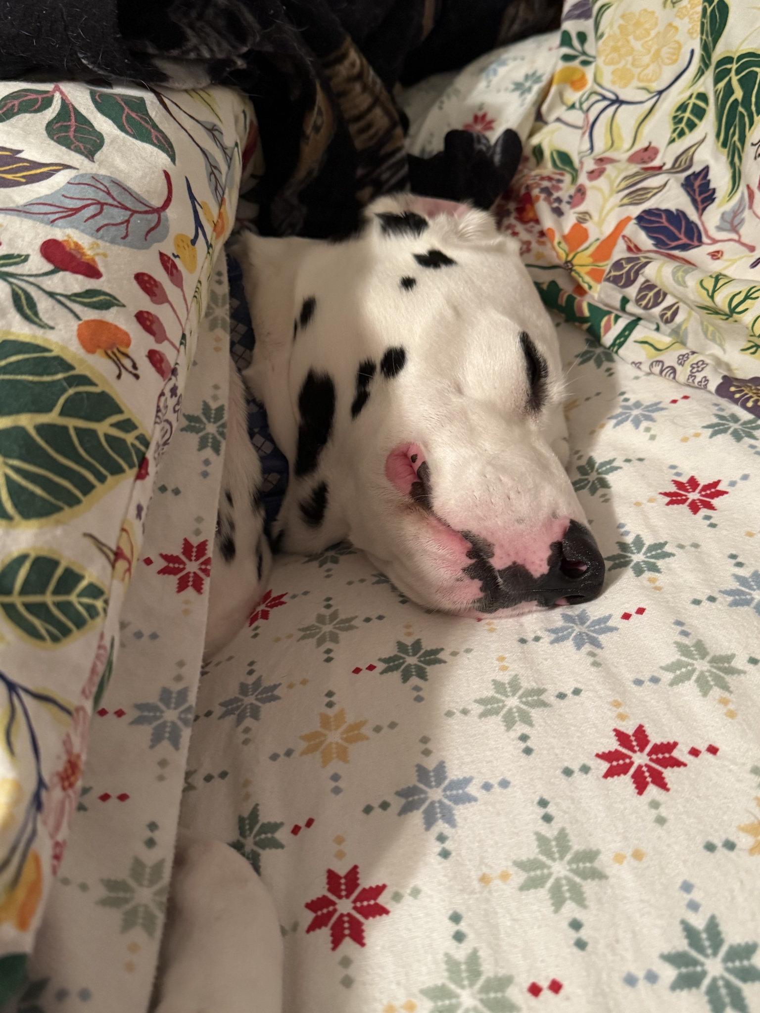 Enjoy This Collection of Adorable Spotted Pups