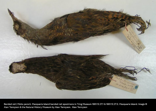 The Extinct Macquarie Banded Rail: A Glimpse at a Lost Species