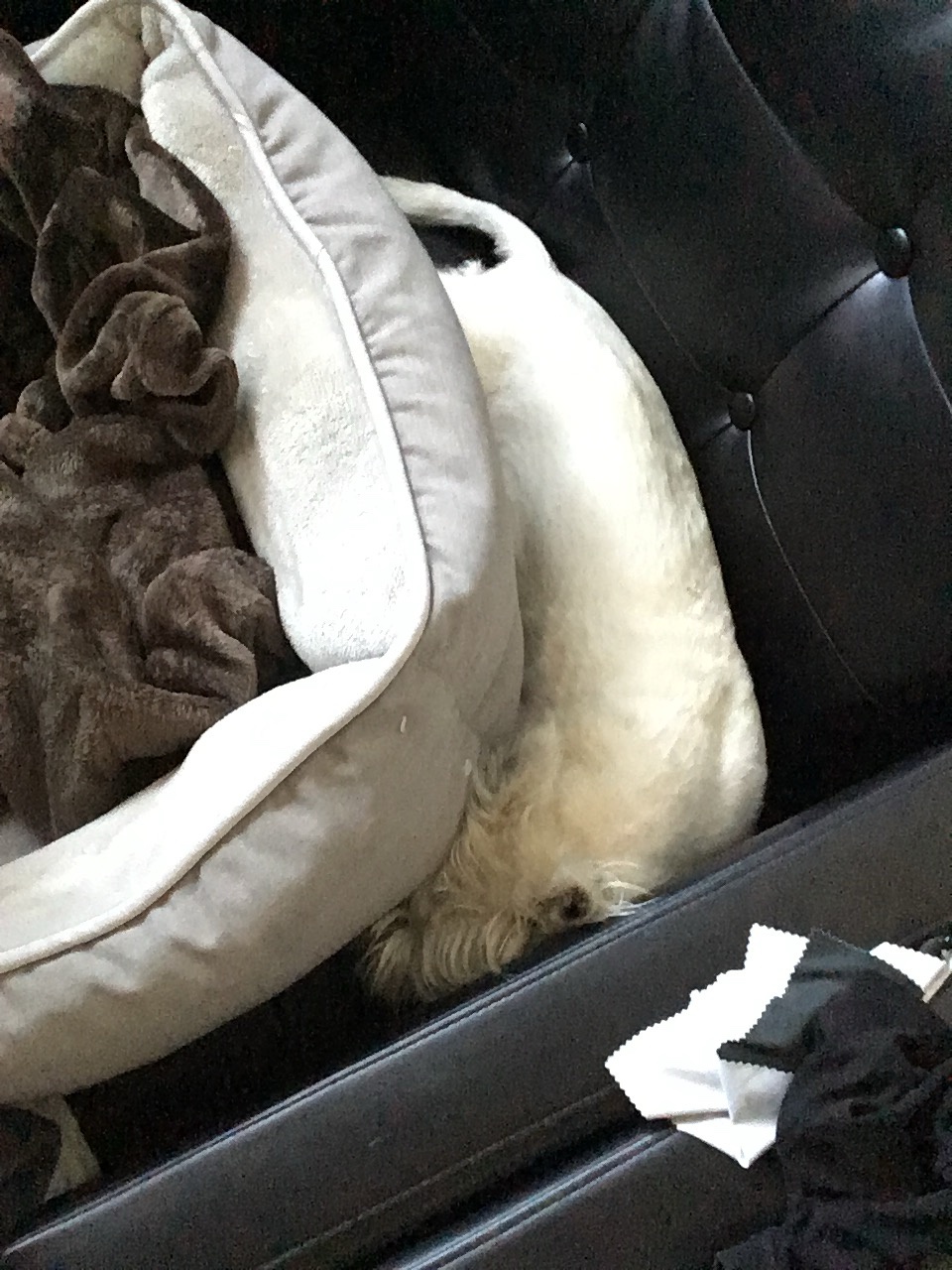 Not Sure You Know How to Use Your Bed, Lil… A Daily Struggle for Lily