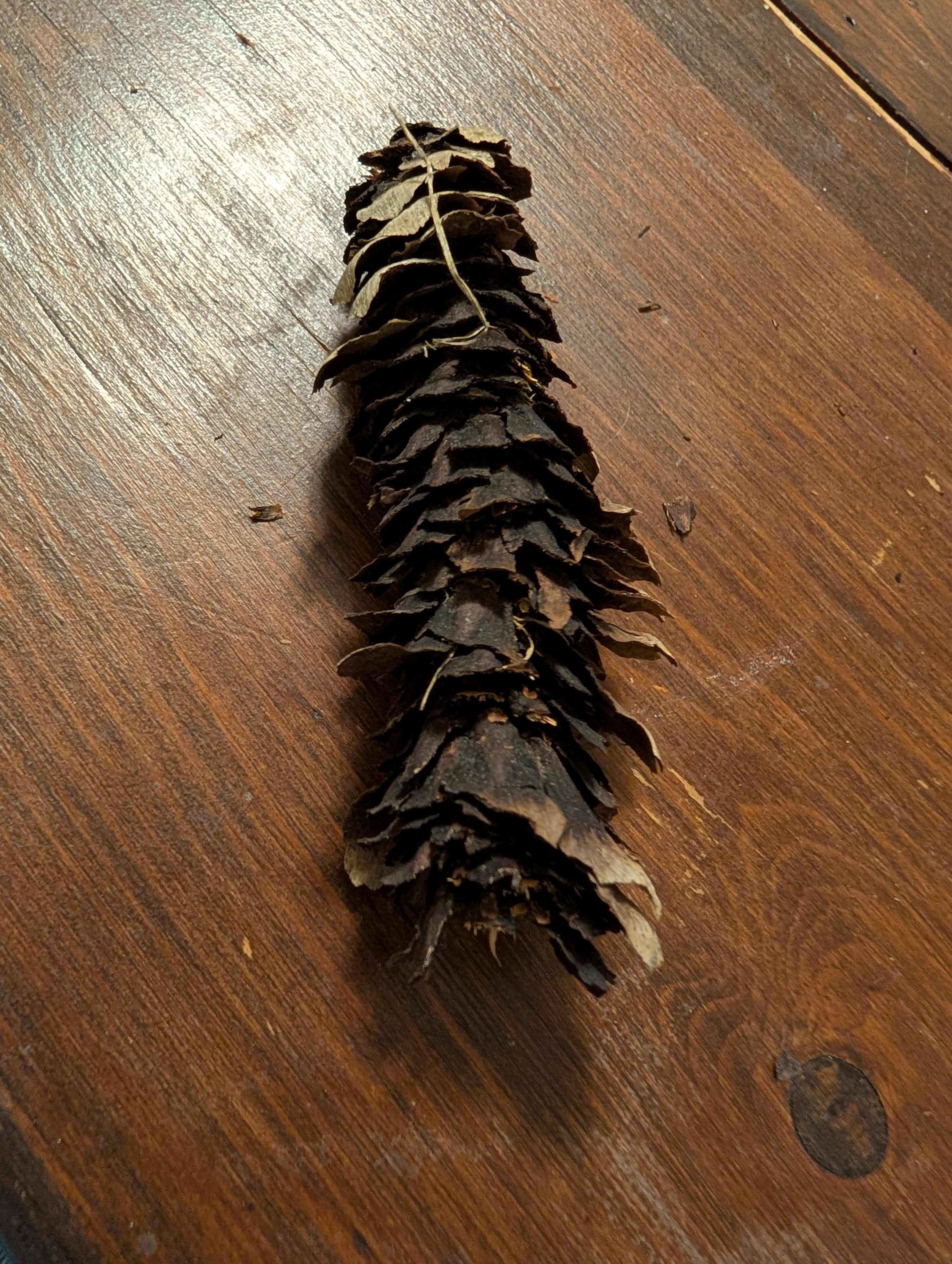The Last Cone Chosen for Team Pinecone