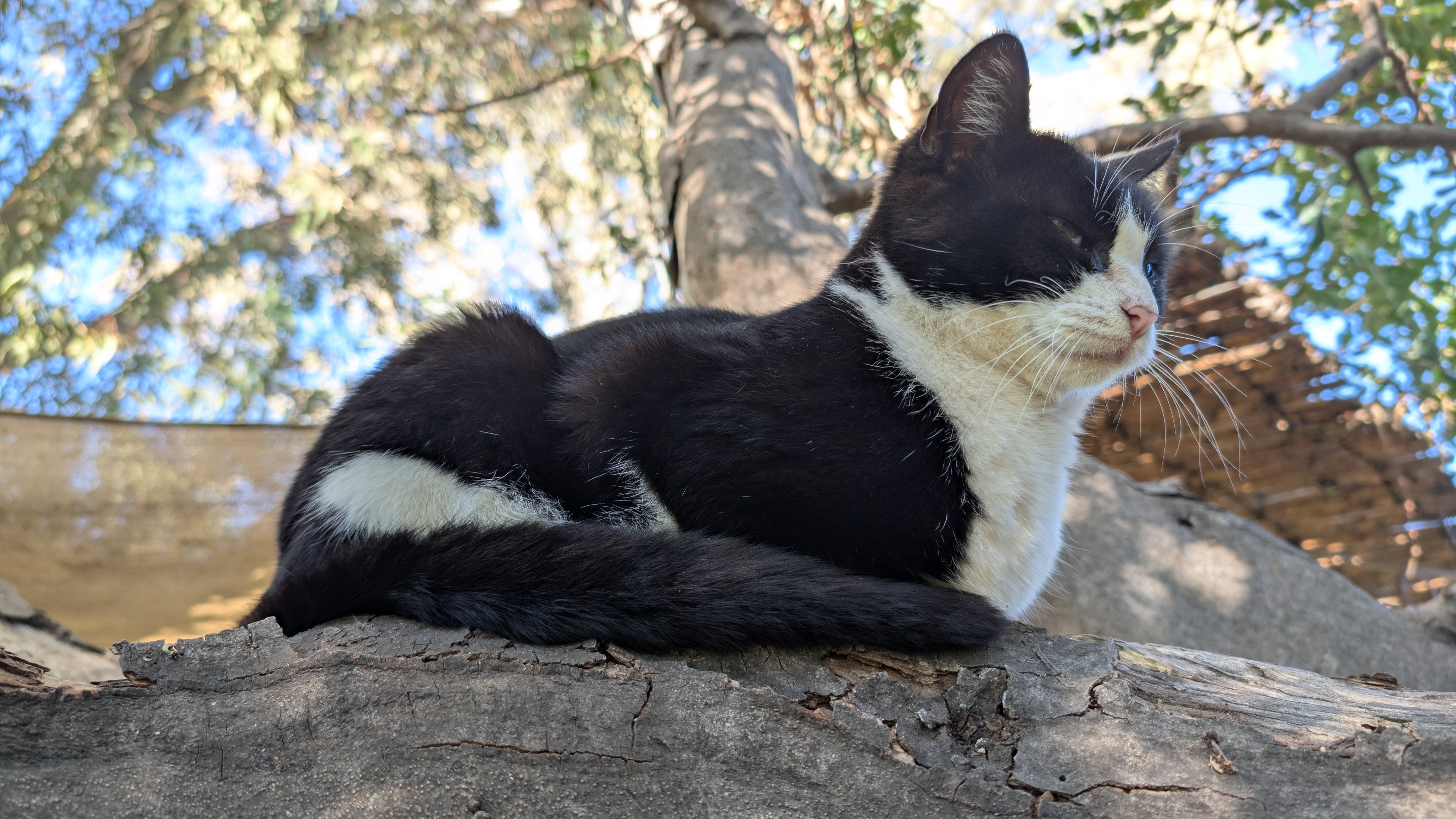 Encountering some stunning feline friends in Sicily