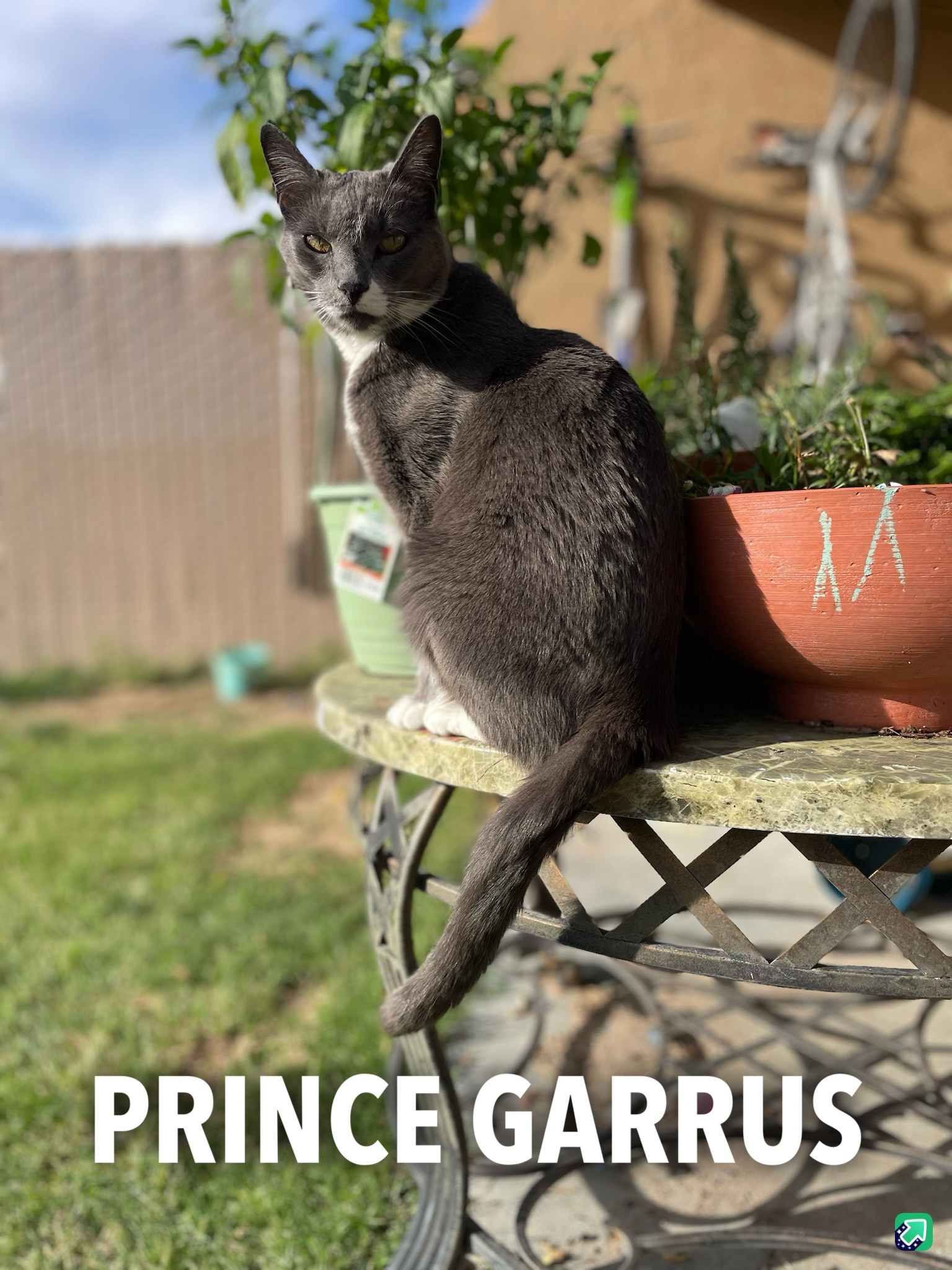 Meet Garrus Vakitty: Hubby’s Adorable Cat