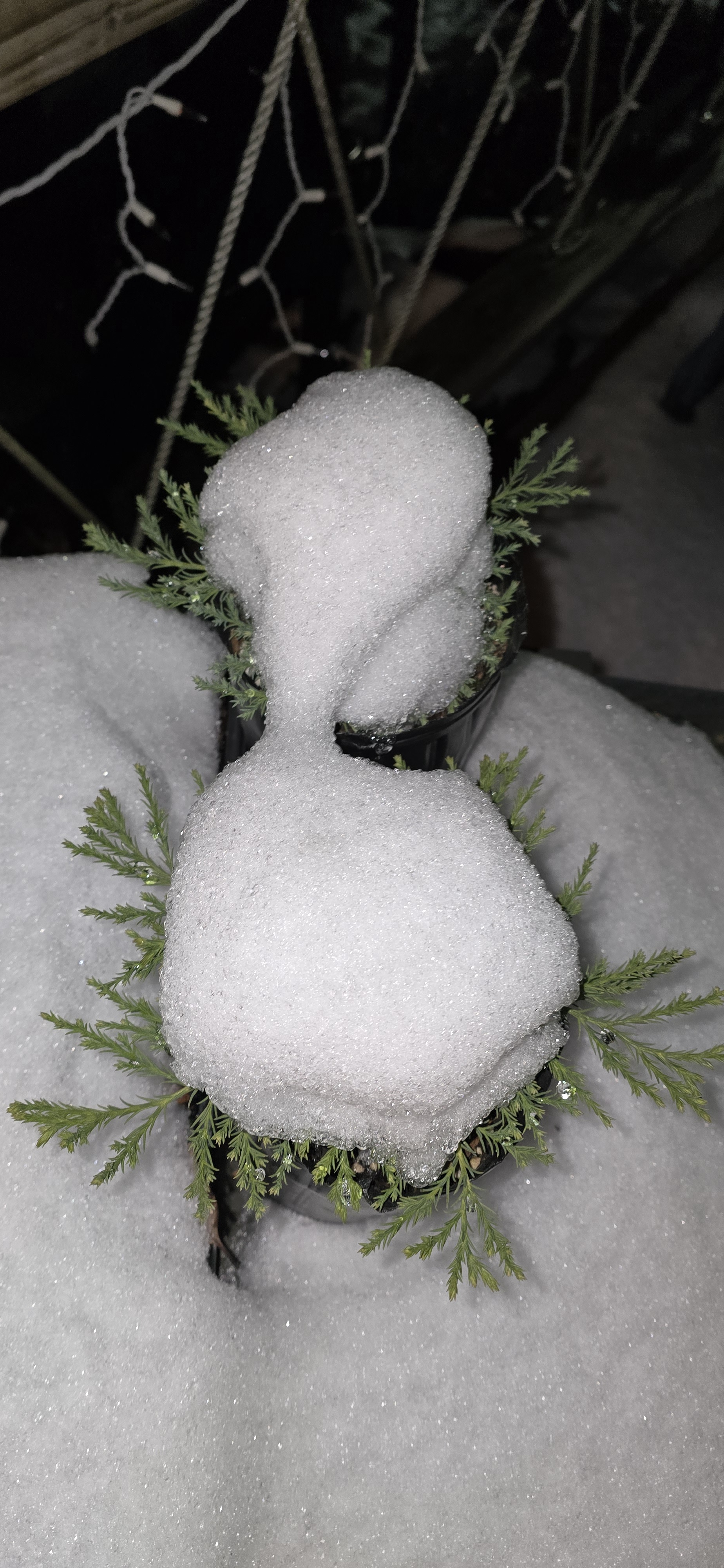 Nine-month-old Sequoias settling in for the winter season.