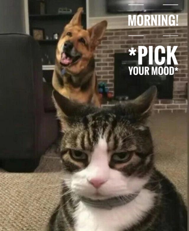 A delightful collection of morning greetings