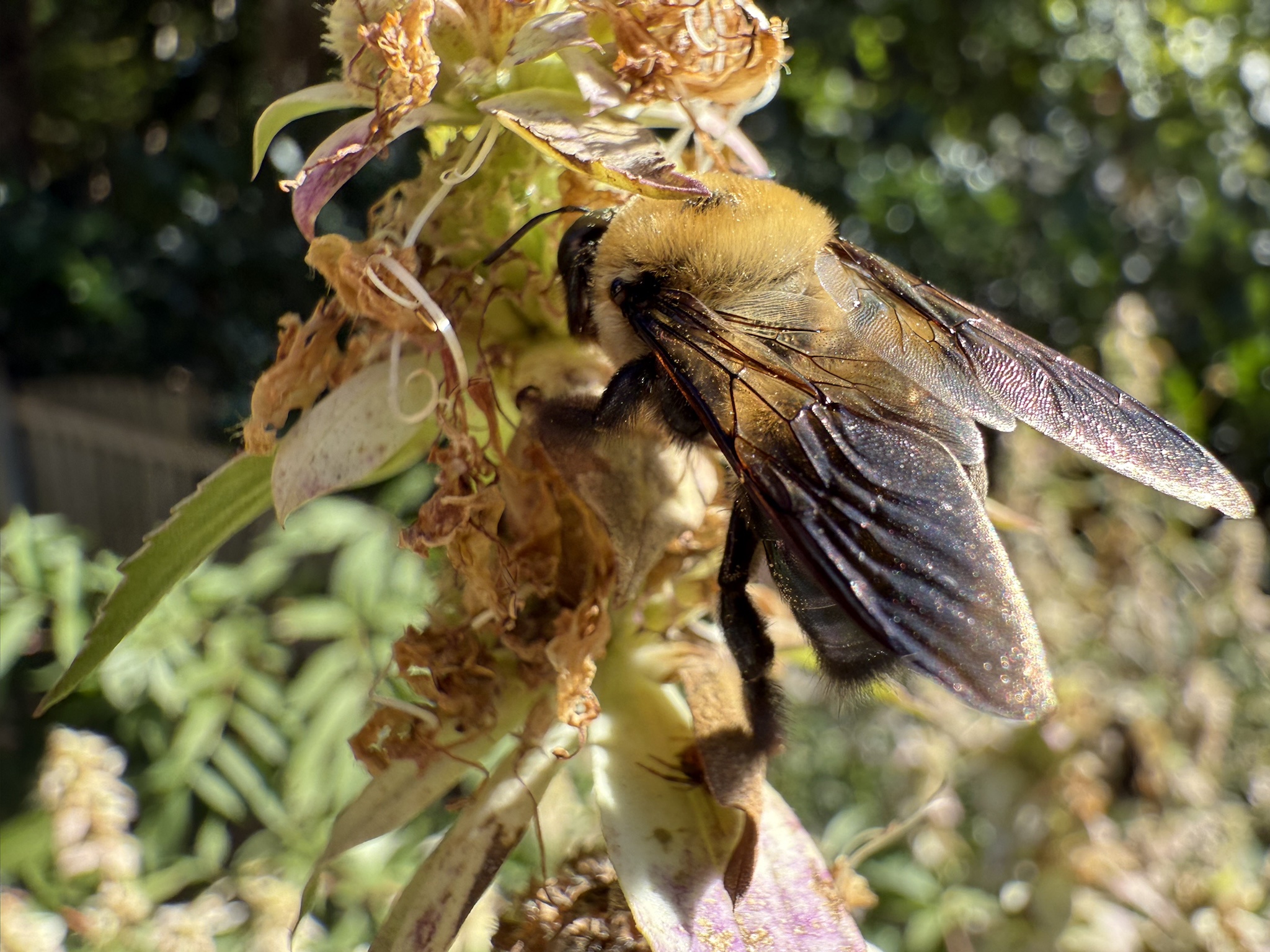 Just some bumblebees enjoying a sunny day in my yard