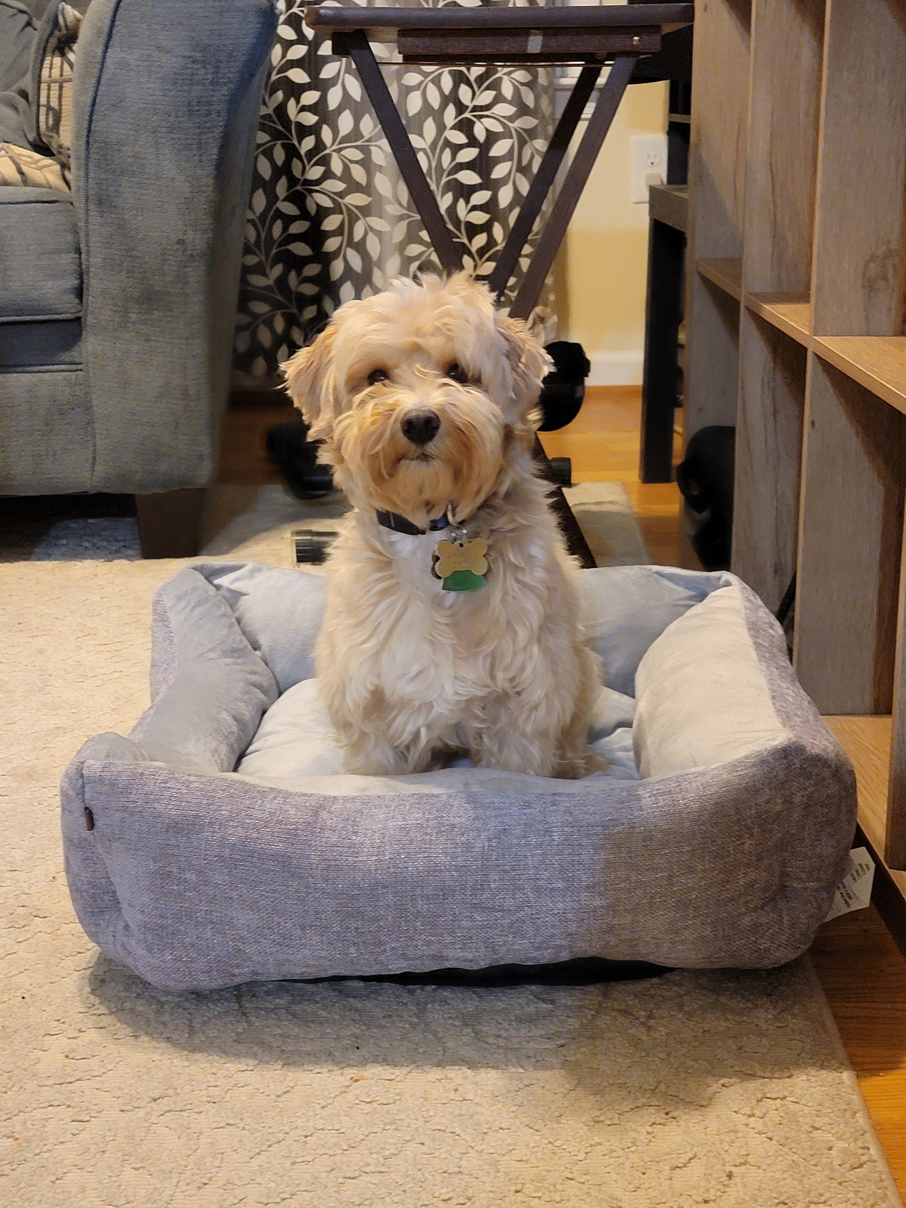 Exciting News: I Got a New Bed!