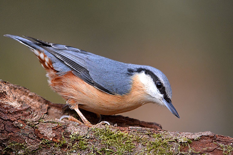 Final Attempt to Capture the Eurasian Nuthatch