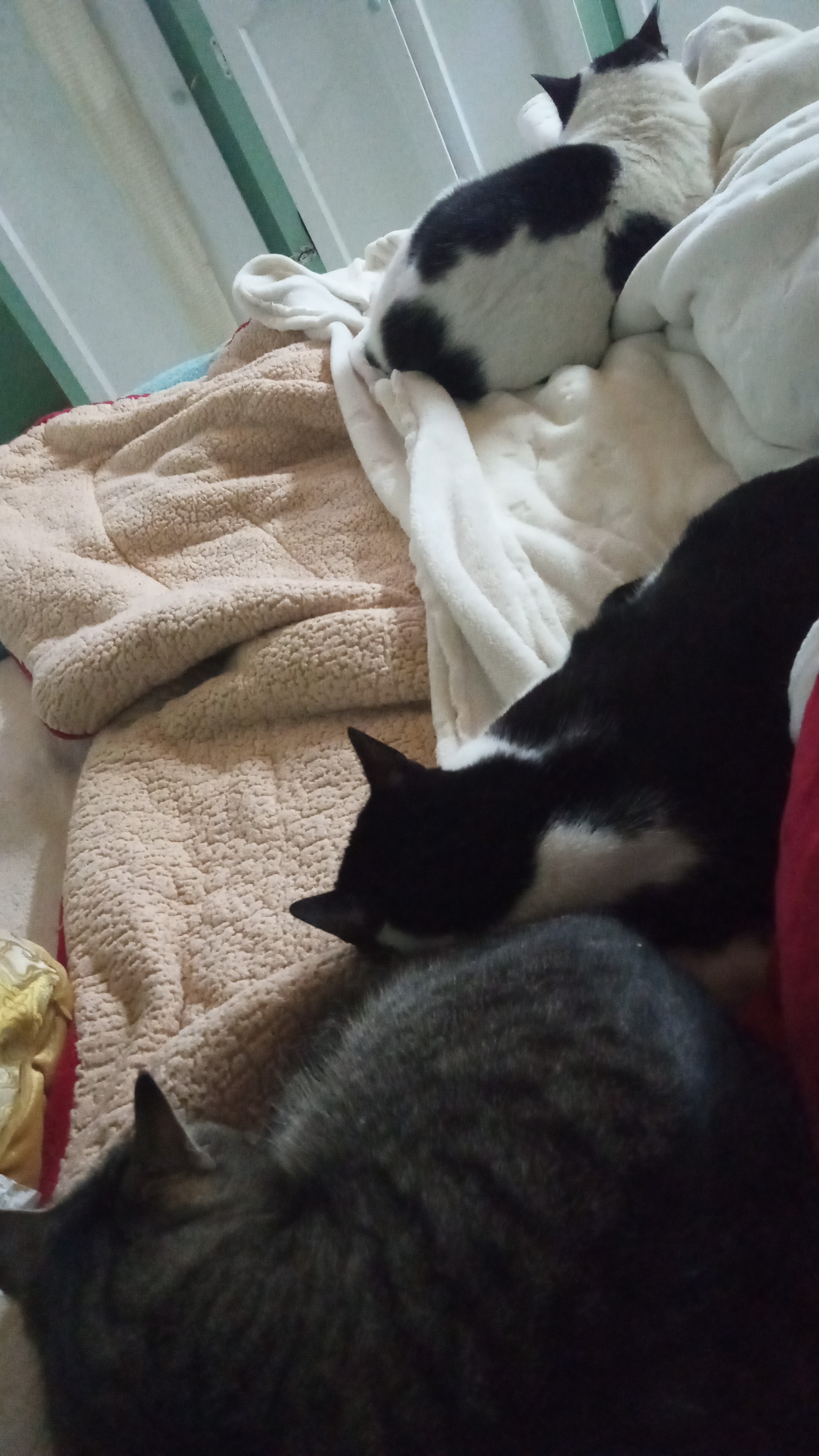 My Three Adorable Cats