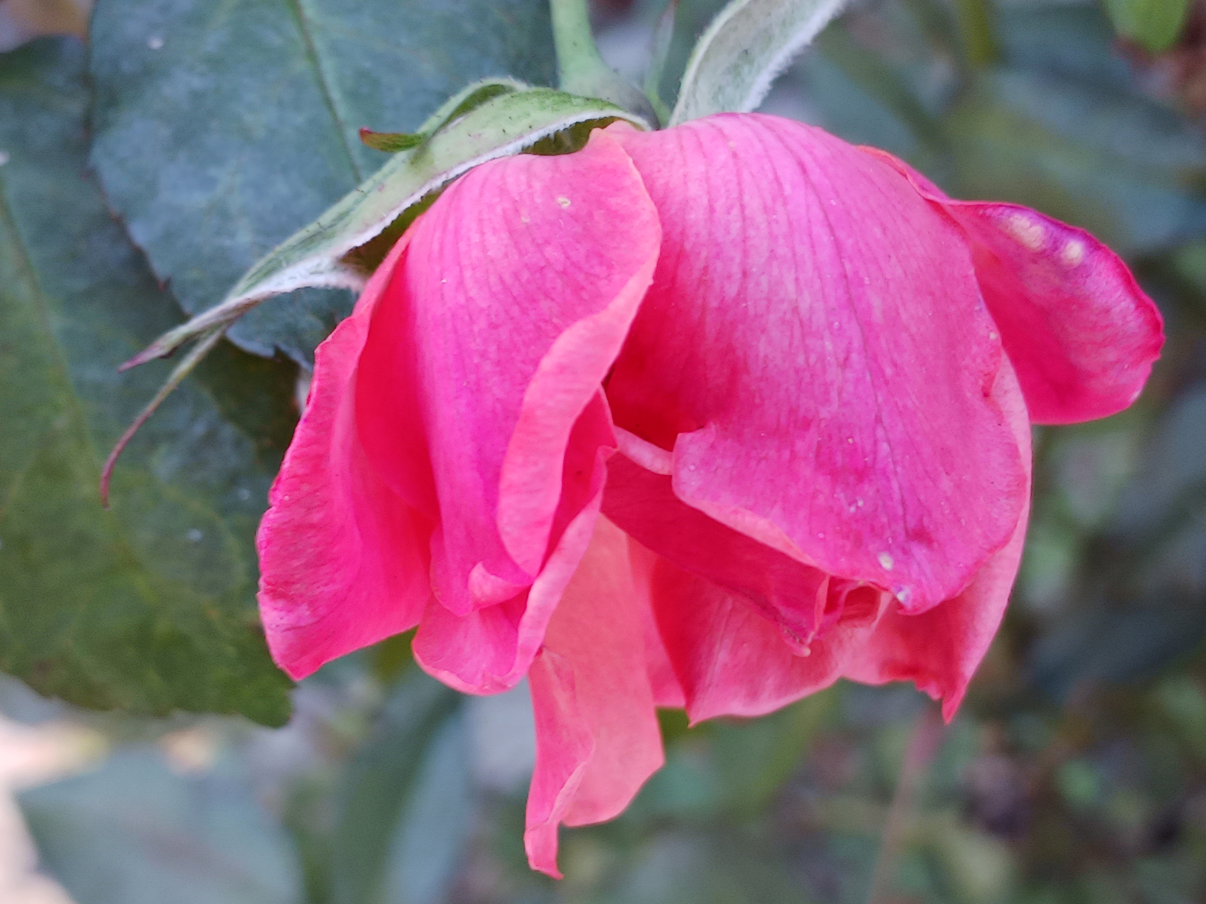The Beauty of a Winter Rose