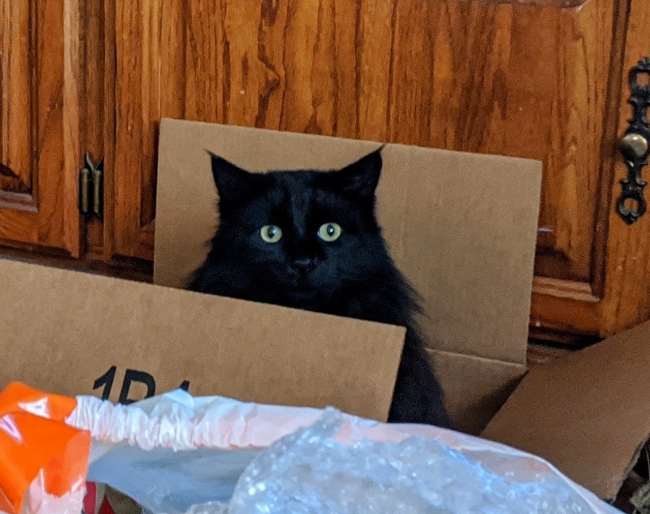 Meet George: My Feline Friend Who's Infected Me Twice!