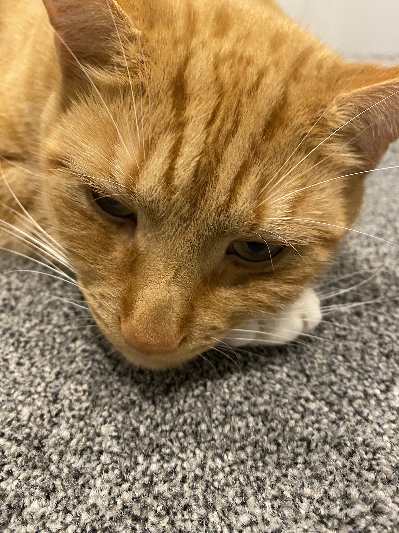Biscuit's Daily Dose of Cuteness