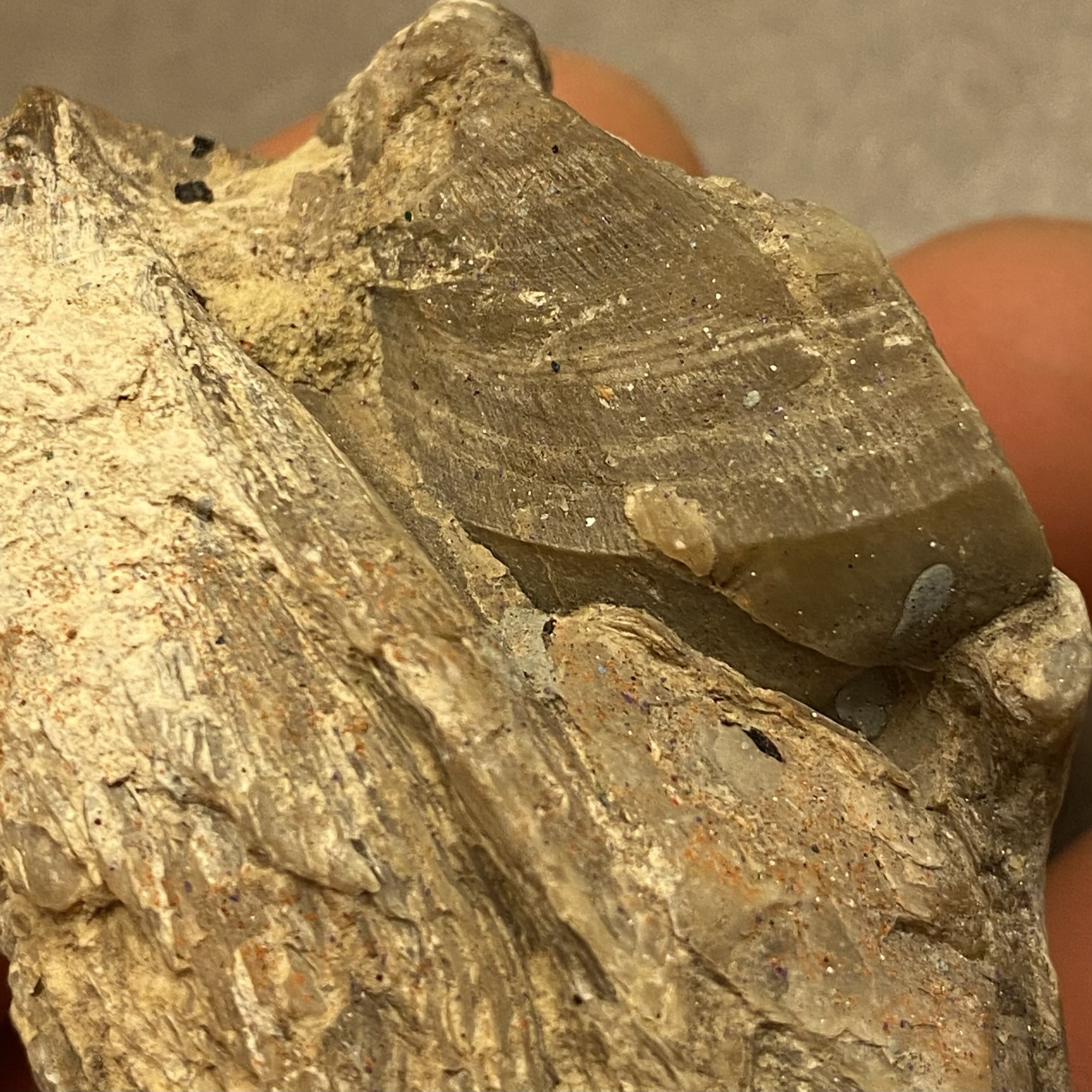 Mystery Fossil Discovery: Can You Identify This Ancient Relic?