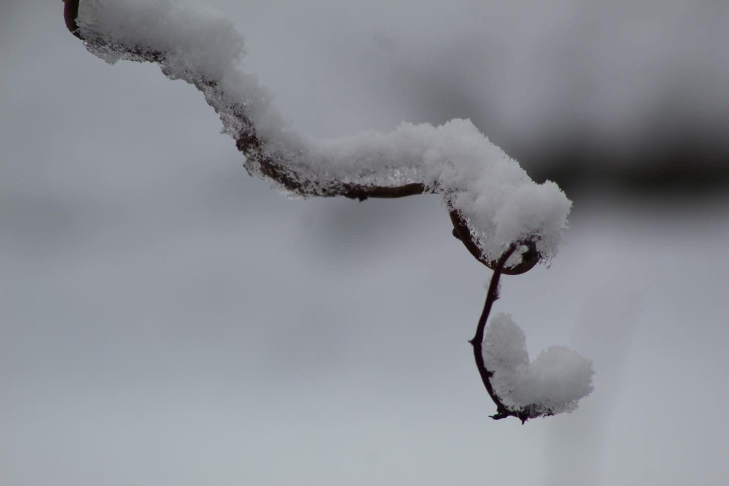 Winter Wonderland: A Snowy Scene