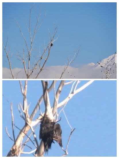 Someone claimed this is an eagle, but I'm not so sure...