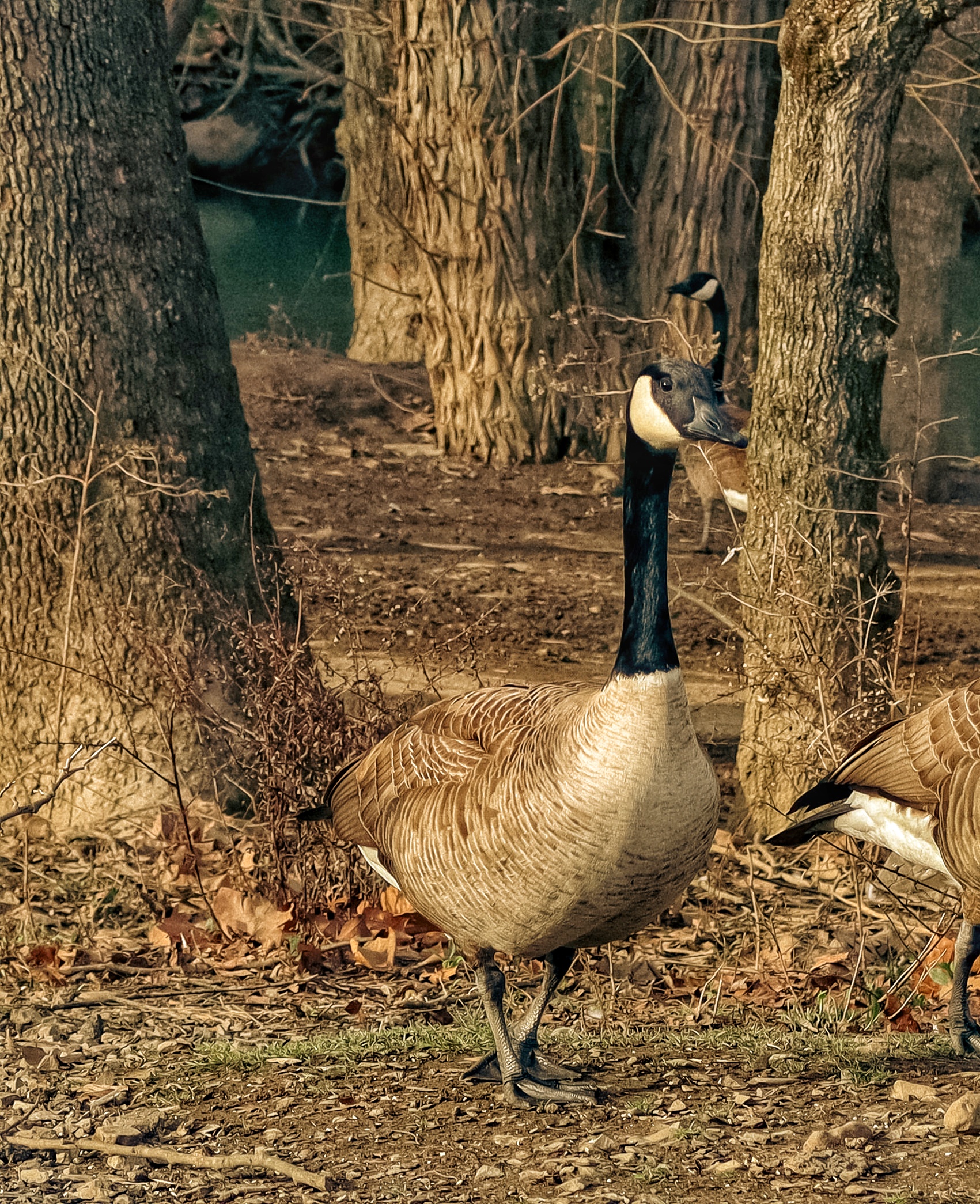 The Early Bird Goose Catches the Worm