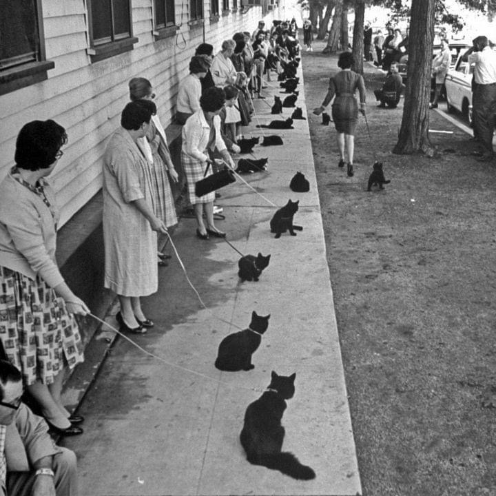 Wait, is today really Black Cat Appreciation Day?