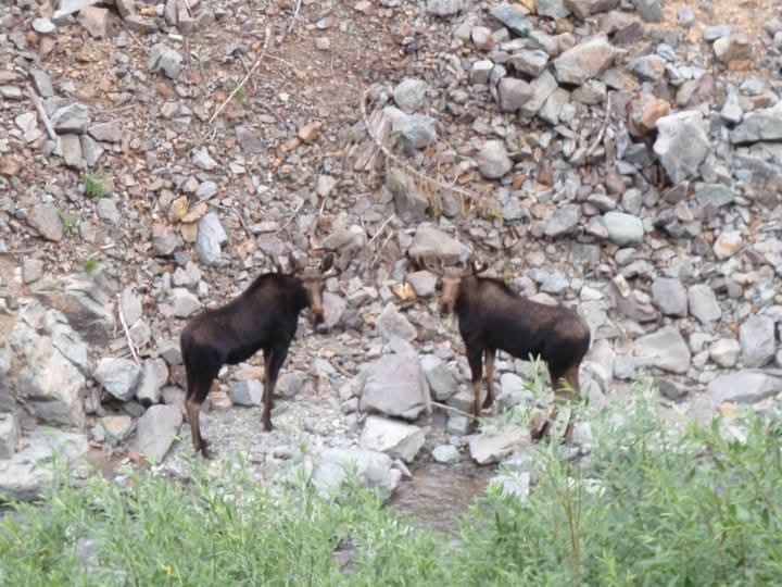 Spotting a moose in the wild, North of Silverton, Colorado!