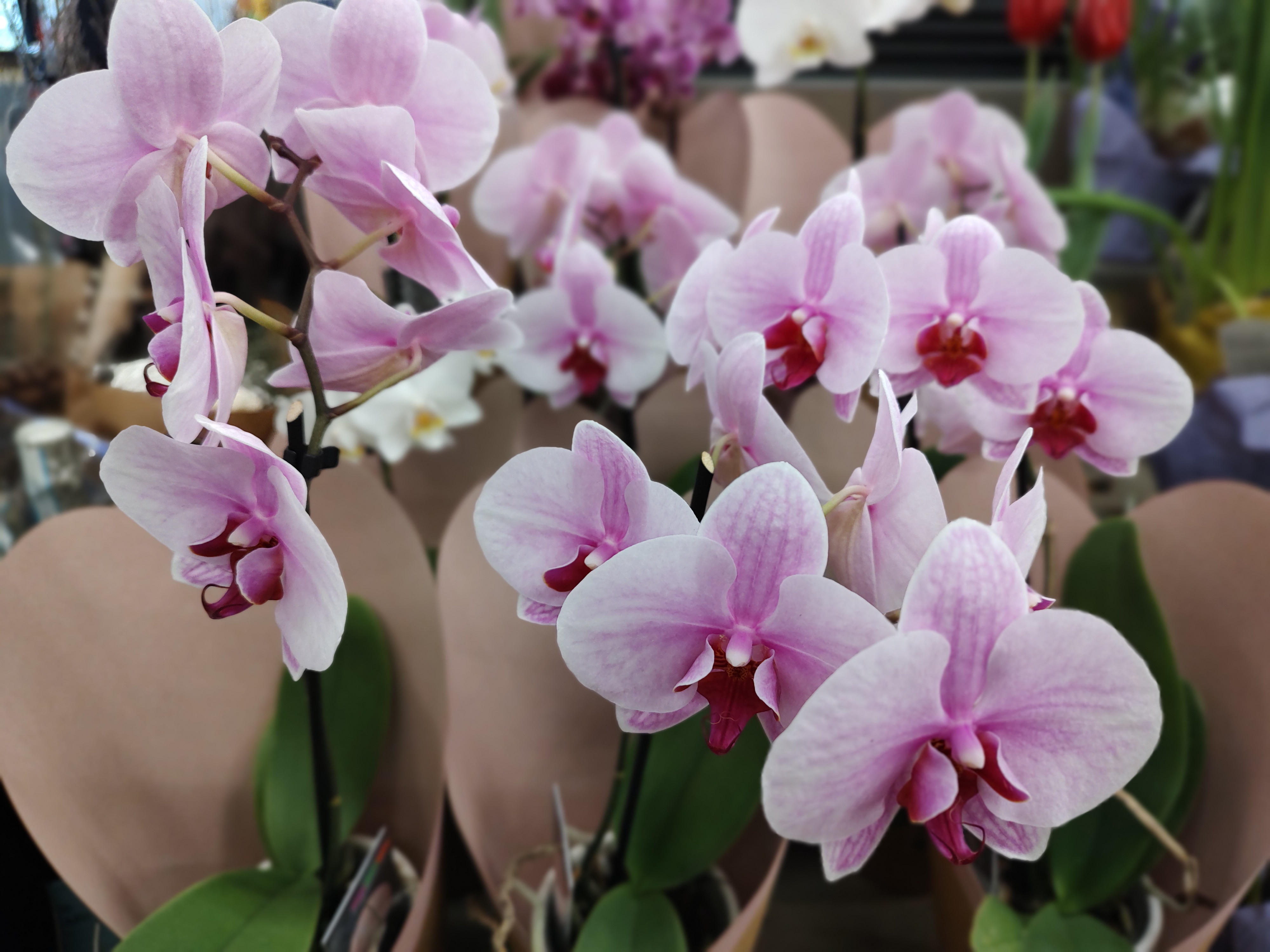 Beautiful Orchids at Fresh Thyme - February 3, 2025