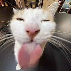 Meet GATO: The Feline Star of the Show
