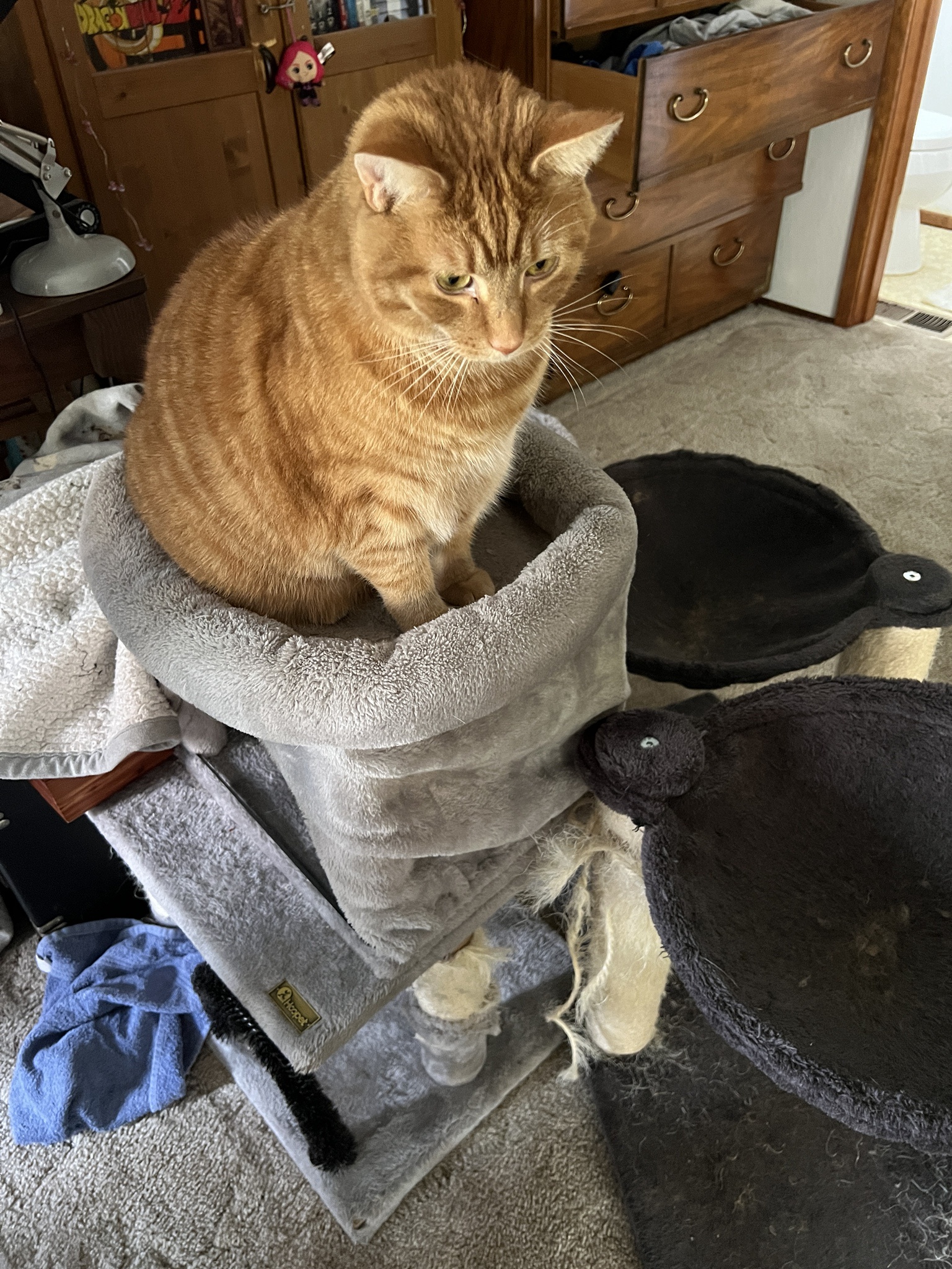 Daily Dose of Cat Cuteness to Brighten Your Day