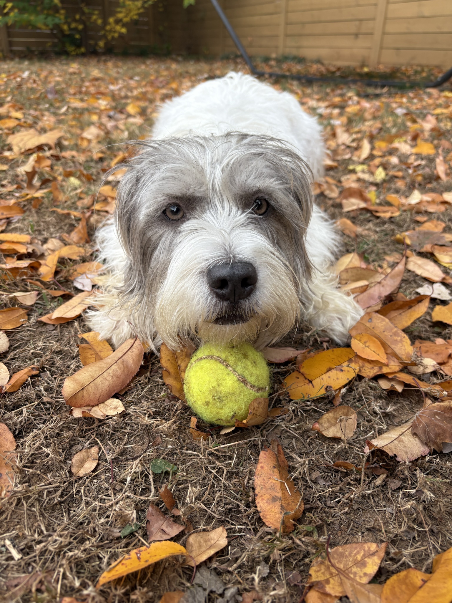Enjoying a Game of Ball Among the Colorful Fall Leaves