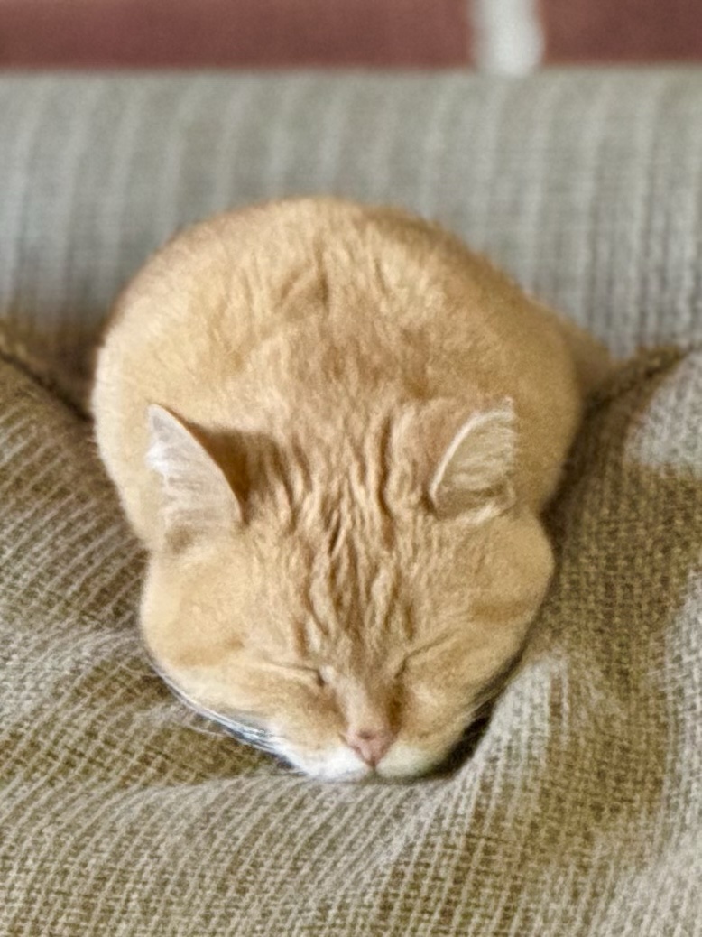 Keogh: The Ultimate Champion of Naptime
