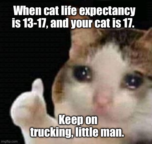 Why I Wish I Hadn't Googled Cat Life Expectancy