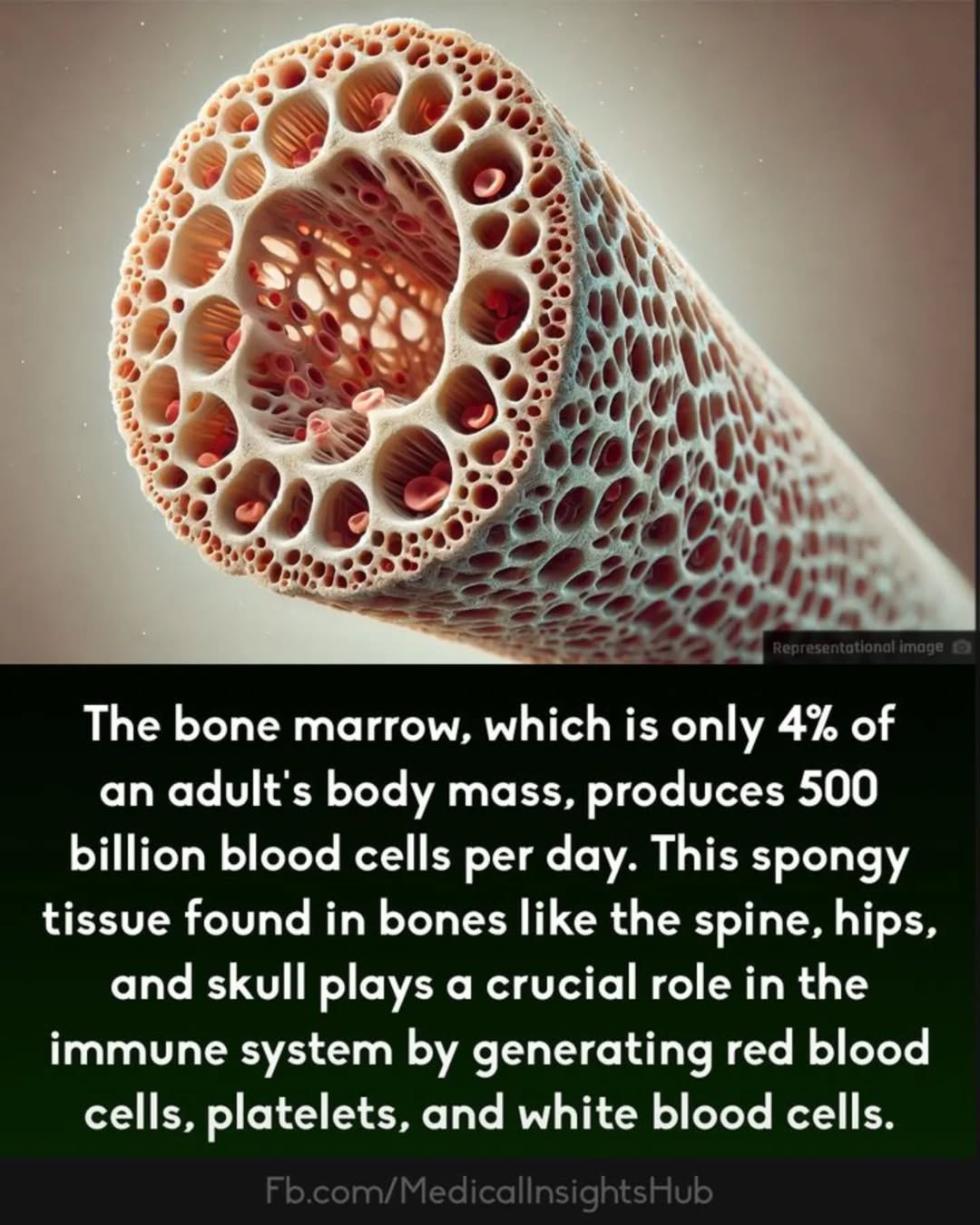 Exploring the Wonders of Bone Marrow