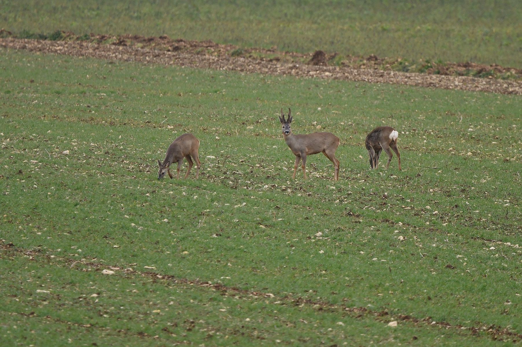 A Glimpse of Chevreuils in Vienne, France - February 25th