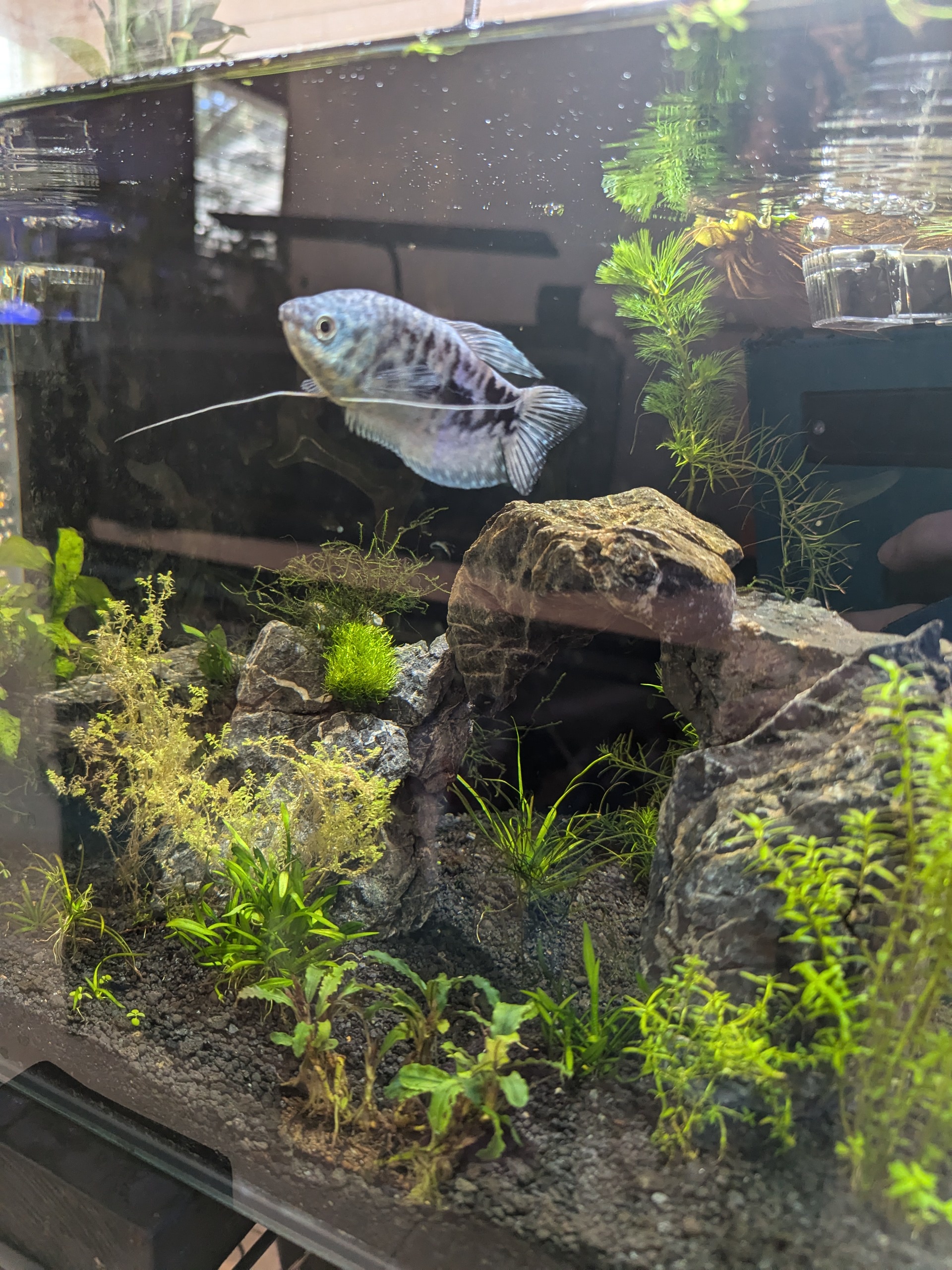 Meet my friendly gourami buddy!