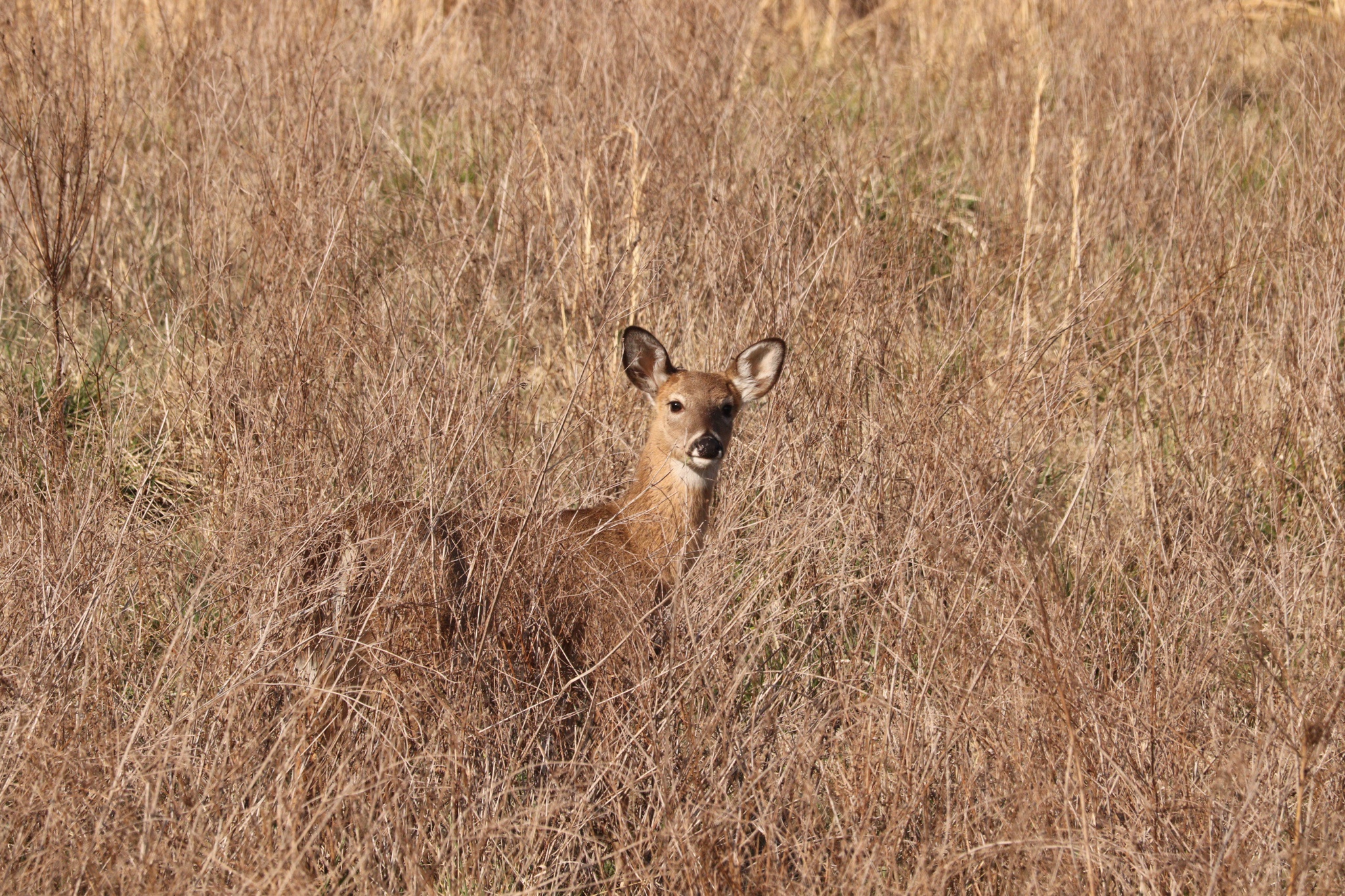 I nearly overlooked this deer until I was just 25 yards away!