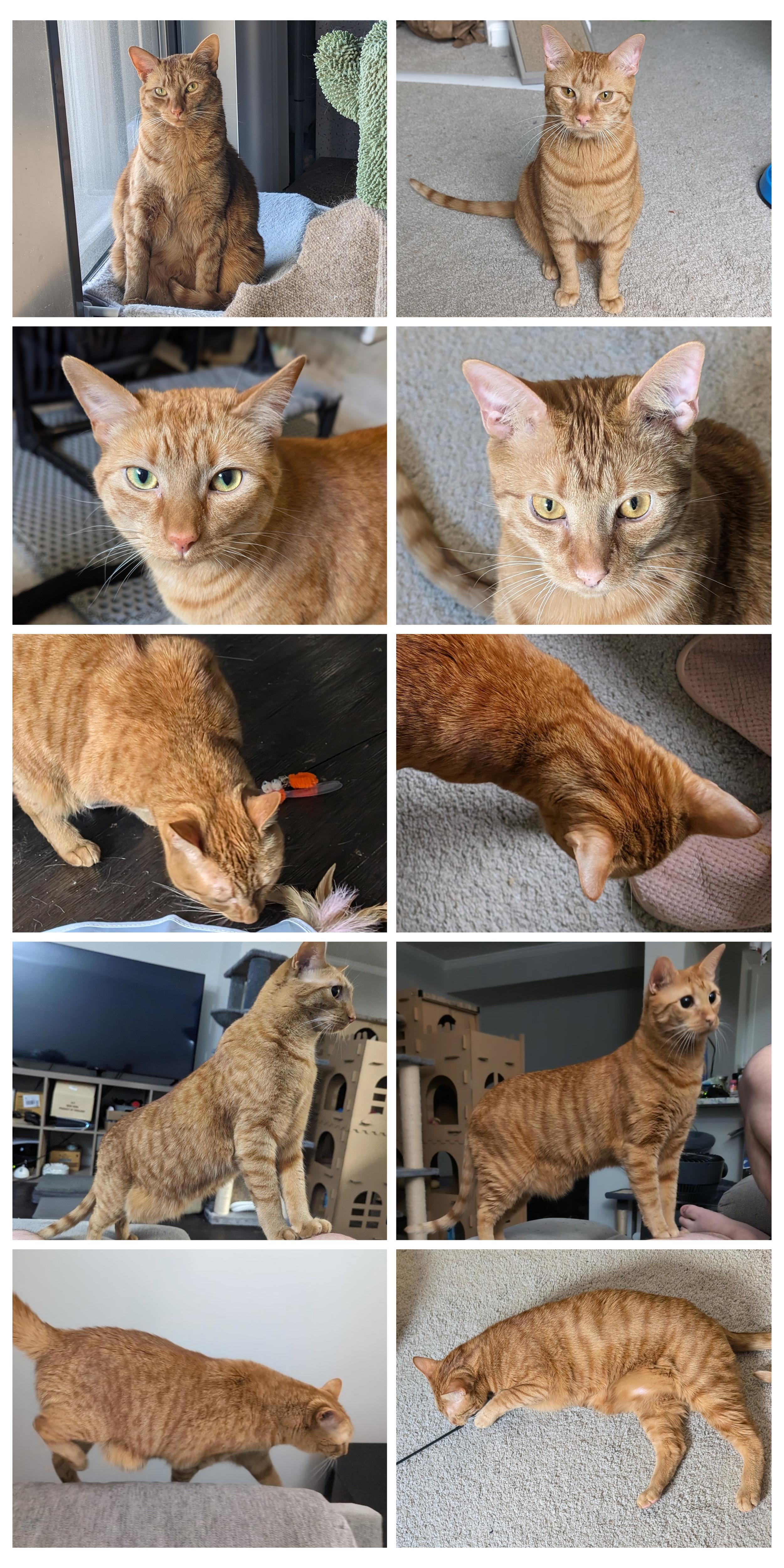 My secret to distinguishing my orange cats: I simply observe them.