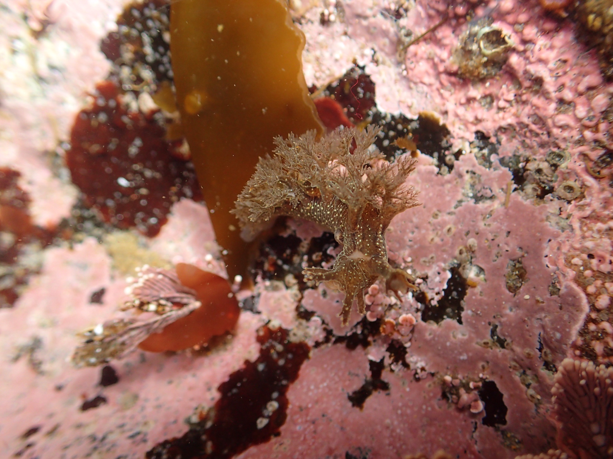 Forget the politics for a second and give this Sea Slug some love!