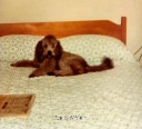 Throwback to Fritzy lounging on my bed in the fabulous 1970s.